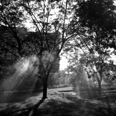 SPRINKLER TREE  2004